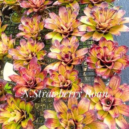 Неорегелия STRAWBERRY ROAN (T122)