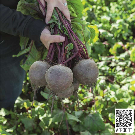 БИКОРЕС семена свеклы (Bejo | Alexagro)