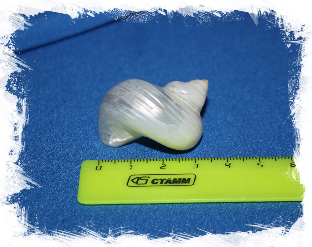 Морская ракушка перламутровая размер