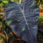 Колоказия MERCURY