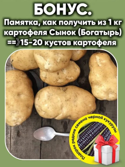 Картофель Сынок (Богатырь), посадочный материал 1 кг