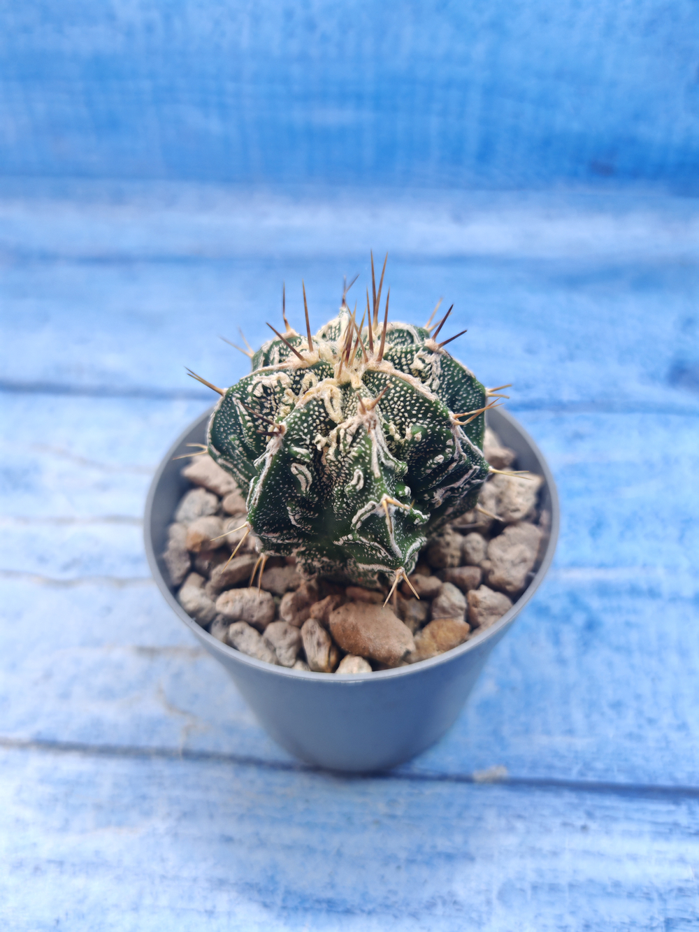 Astrophytum Myriostigma Fukuryu (Астрофитум)
