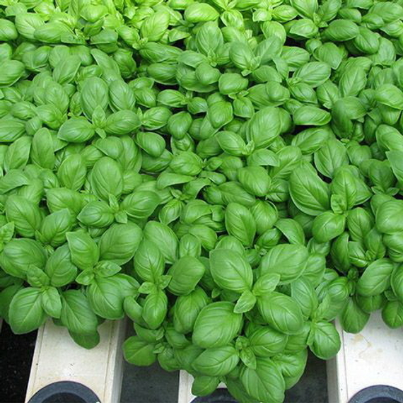 МАРИАН семена базилика Enza Zaden купить – фото 2