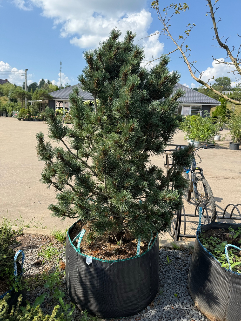 Сосна кедровая европейская Глаука (Pinus cembra 'Glauca')