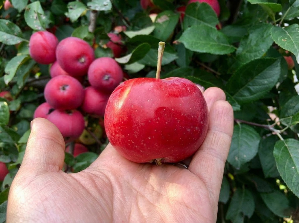 Саженец яблони «Алтайское Багряное» (Супер-зимостойкая, Осенняя)