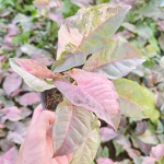 Сингониум PINK SPOT DOUBLE VAR