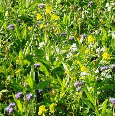 Смесь сидератов 1 кг