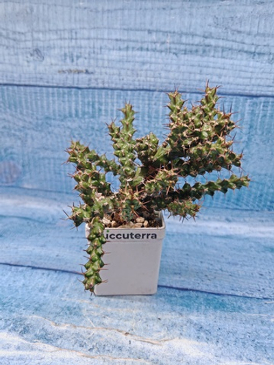 Euphorbia Lenewtonii (Эуфорбия)