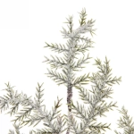 Ветка хвойная «Снежная хвоя» 48 см