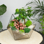 Готовый флорариум бонсай Кармона Икос