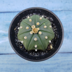 Astrophytum Asterias (Астрофитум)