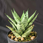 Сансевиерия MARGARITA