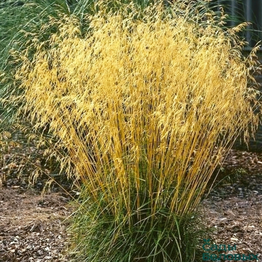 Щучка Луговик дернистый 'Goldschleier' С2 10-20 см Закупка М43 май- июнь 2026