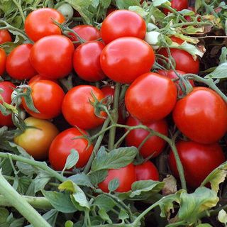 Томат Мини Бокс F1 100 (семян)