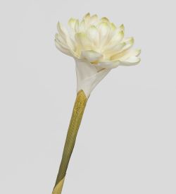 TR 559B Бутон цветка имбиря