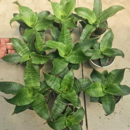 Сансевиерия ROSALIE