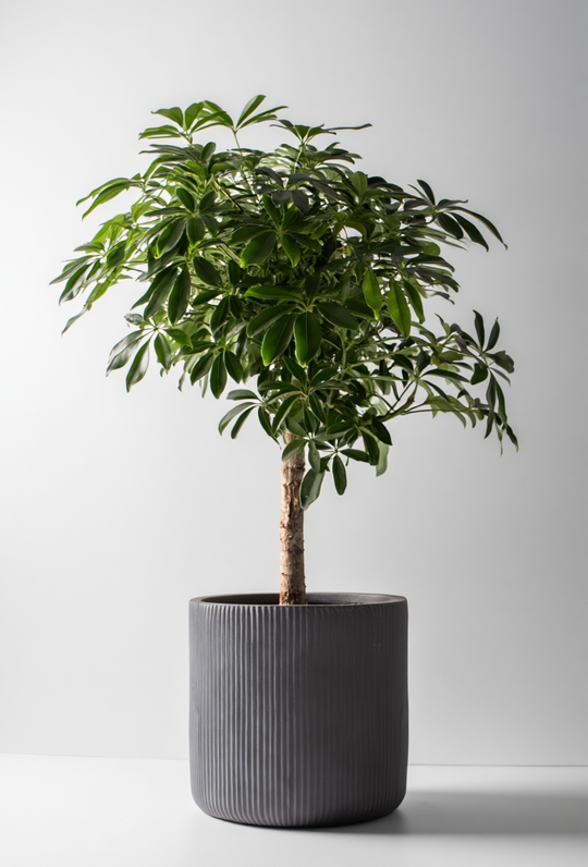 Шеффлера Компакта на стволе