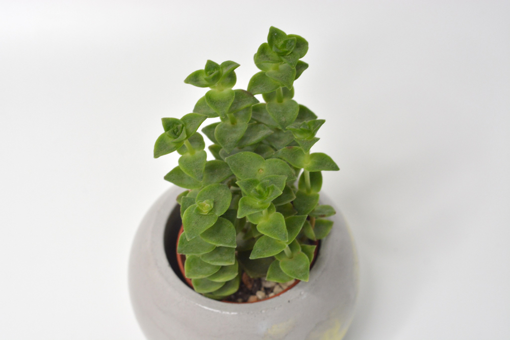Крассула Перфората / Crassula Perforata
