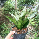 Сансевиерия NINLANEE นินลนีย์