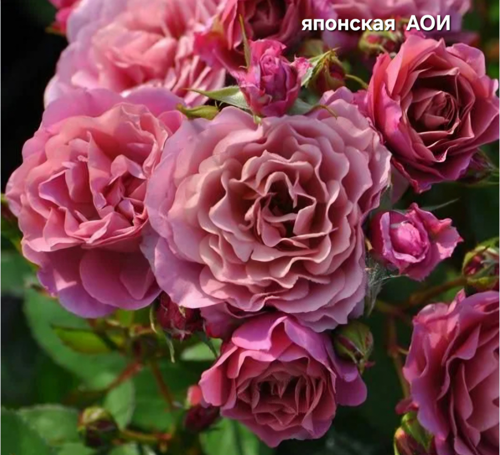 Саженцы роз японская АОИ