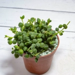 Senecio Rowleyanus (Крестновник Роули)