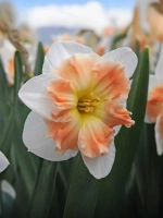 Нарцисс Разрезнокорончатый Мали