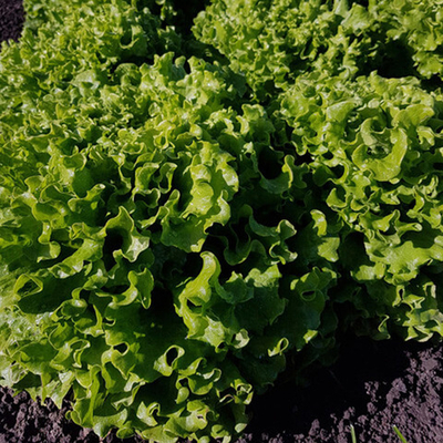 Аннисоль семена салата батавия (Syngenta / Сингента)