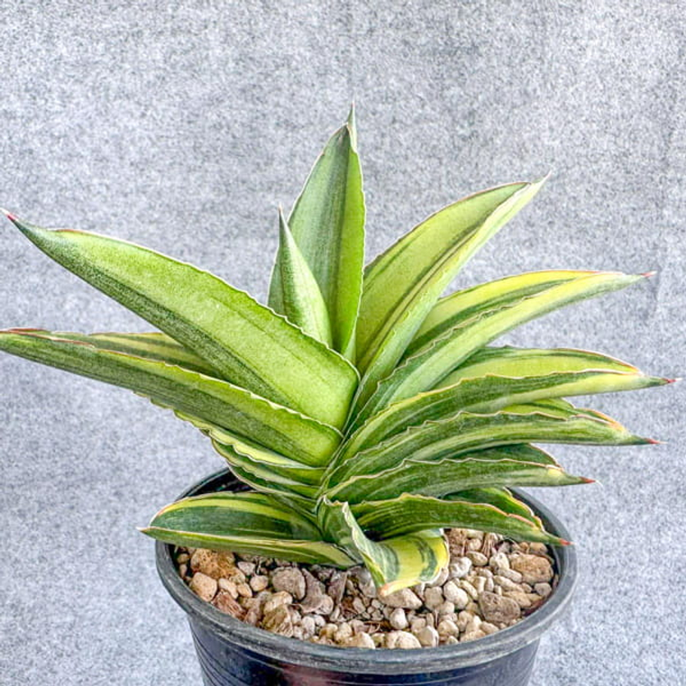 Сансевиерия ANDAMAN VAR s.L