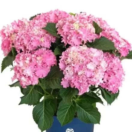 Серфинг сафари Сисайд Пинк (Safari Seaside Pink) Р9