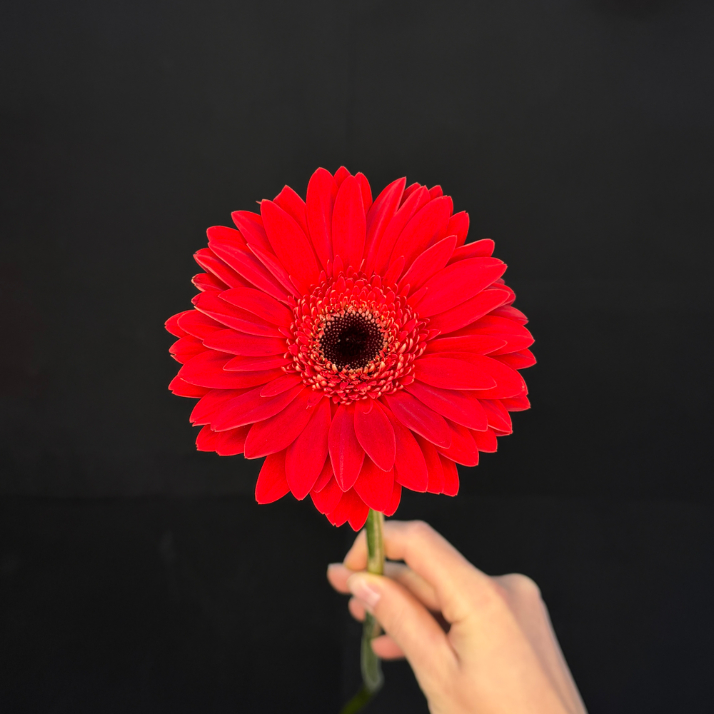 Гербера красная / 1 шт