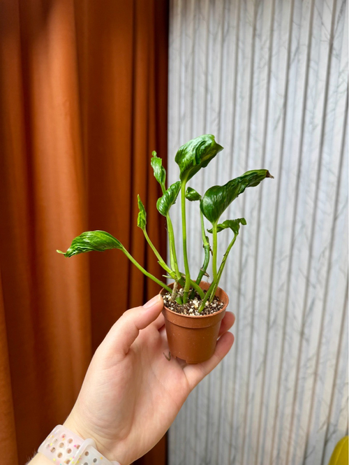 Эпипремнум Годзилла, D6см Н15см, 1шт, Urban Jungle (7583)