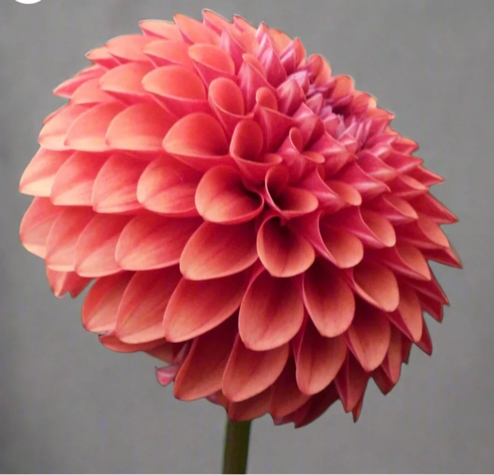 Георгин Браун Шуга (Brown sugar)