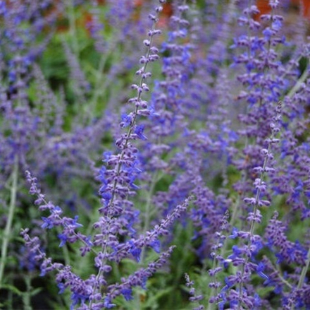 Перовския лебедолистная "Blue Spire". Perovskia "Blue Spire".