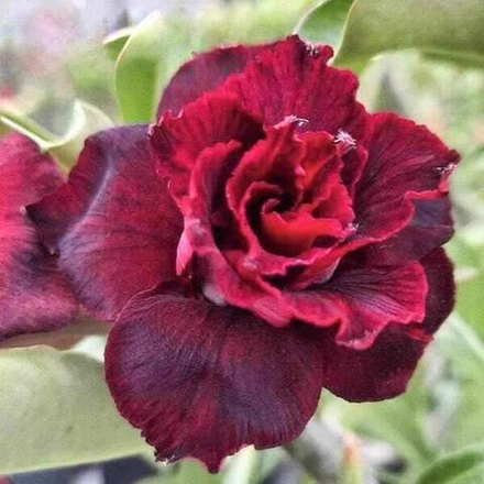 Адениум WITH LOVE