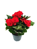 Бегония Элатиор (Бегония вечноцветущая)