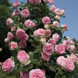 Пьер Де Ронсар (Pierre De Ronsard)