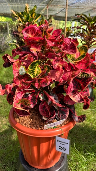 10  новых сортов кротонов с губкой в предзаказе 2026