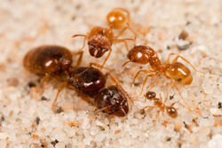 Муравьи Pheidole pallidula