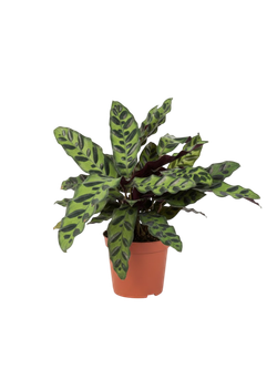 Калатея Leopard Pattern д.11