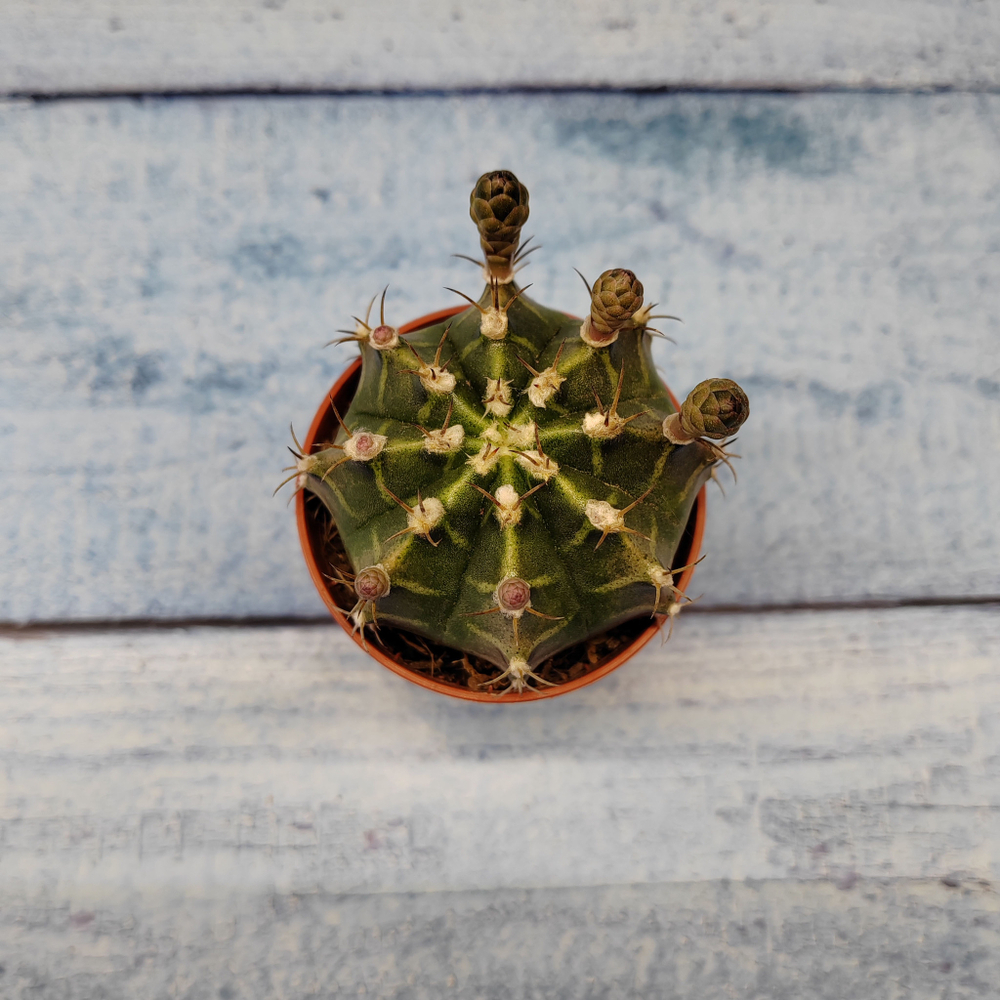 Gymnocalycium Friedrichii (Гимнокалициум)