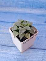 Haworthia Pygmaye hybrid (Хавортия)