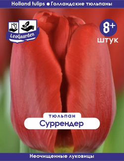 Тюльпан Луковица, Суррендер, 8+ шт
