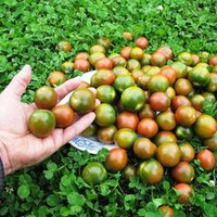 Помидоры Evil Olive - Сердитая Маслина