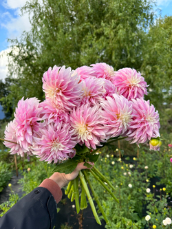 Георгин Verronnes DF (корень) Закупка М55 апрель 2026