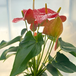 Антуриум Андре MICHIGAN (H77)