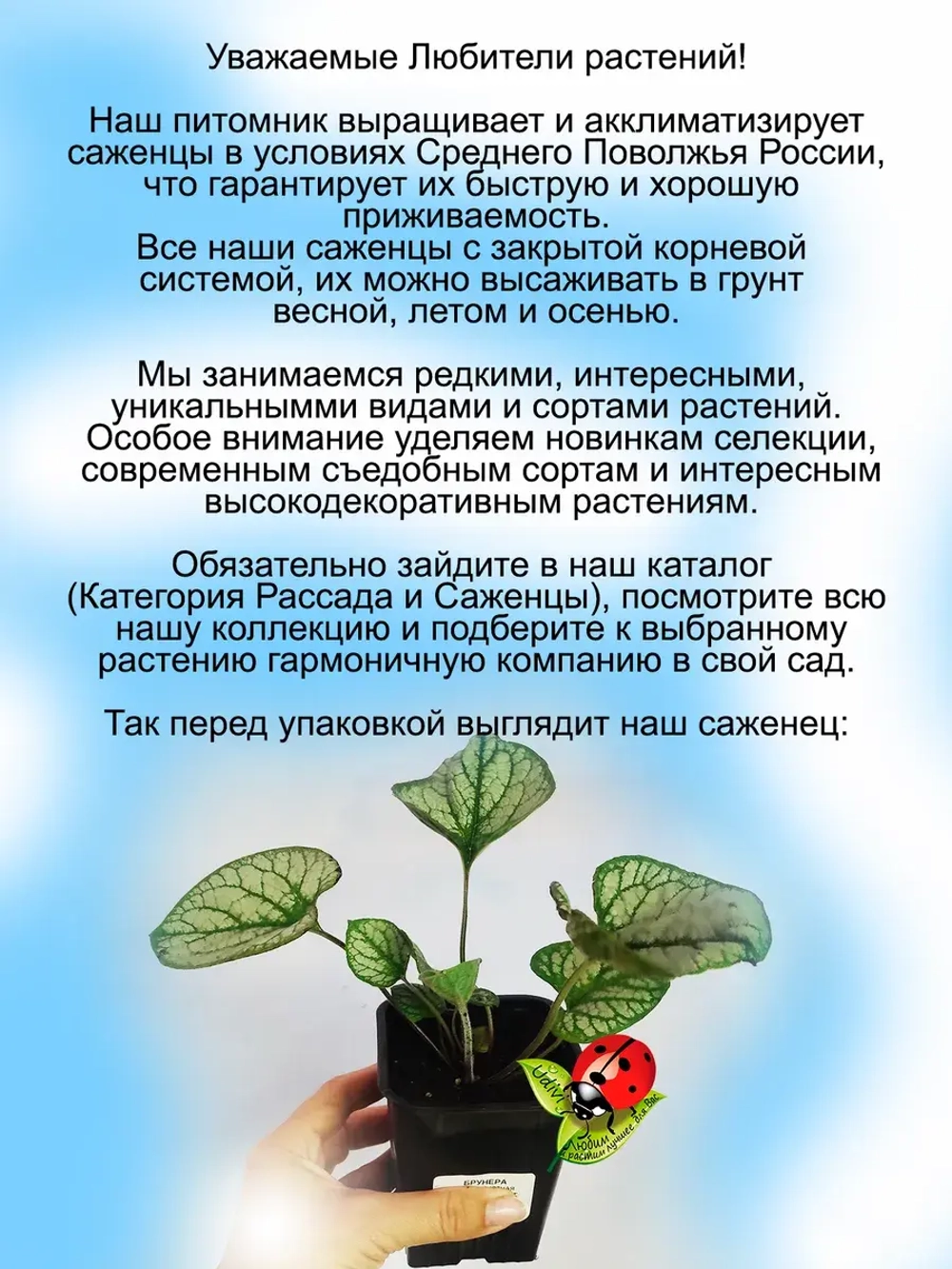 Брунера Силвер Харт крупнолистная
