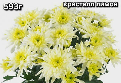 САЖЕНЦЫ ХРИЗАНТЕМЫ ГОРШЕЧНАЯ № 593 КРИСТАЛЛ ЛИМОН