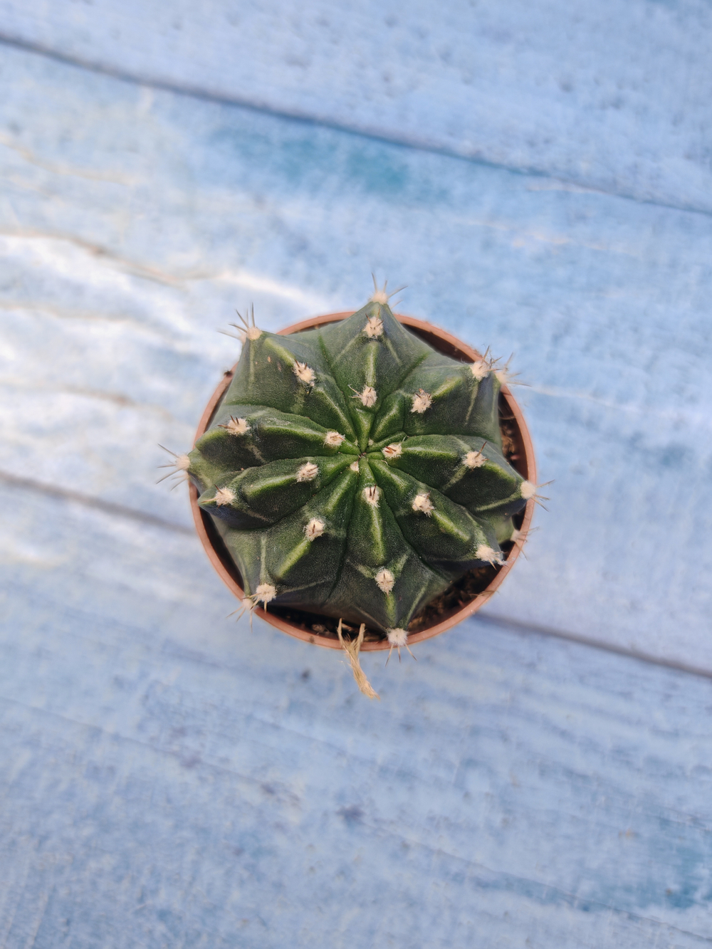 Gymnocalycium Friedrichii (Гимнокалициум)