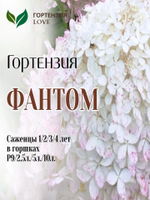 Гортензия метельчатая "Фантом"