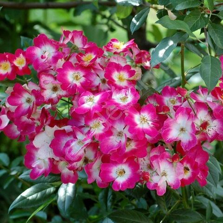 Роза шраб Букаву С6